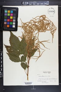 Aruncus dioicus image