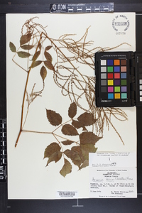 Aruncus dioicus image