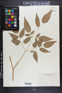 Aruncus dioicus image