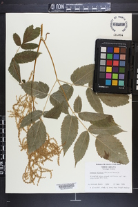 Aruncus dioicus image