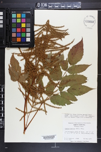 Aruncus dioicus image