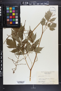 Aruncus dioicus image