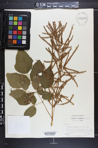 Aruncus dioicus image