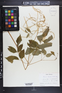 Aruncus dioicus image