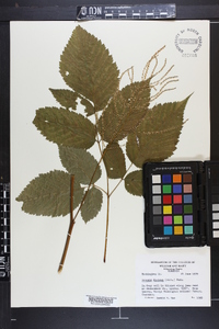 Aruncus dioicus image