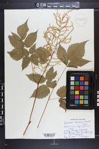 Aruncus dioicus image