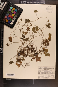 Potentilla indica image