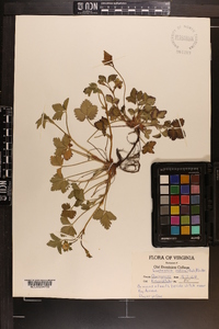 Potentilla indica image