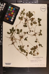 Potentilla indica image