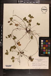 Potentilla indica image