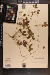 Potentilla indica image