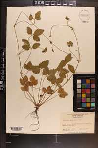 Potentilla indica image