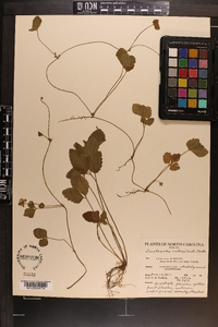 Potentilla indica image