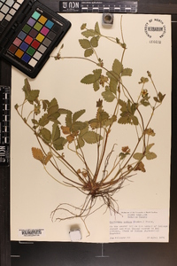 Potentilla indica image