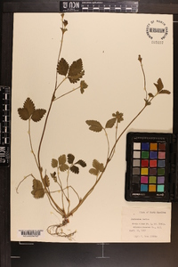 Potentilla indica image