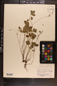 Potentilla indica image