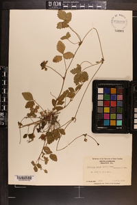 Potentilla indica image