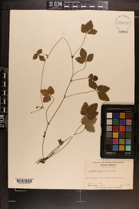 Potentilla indica image