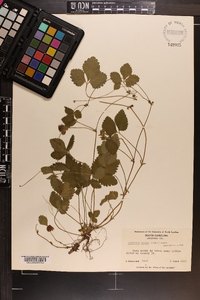 Potentilla indica image