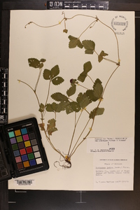 Potentilla indica image