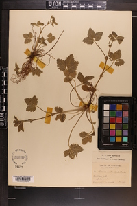 Potentilla indica image