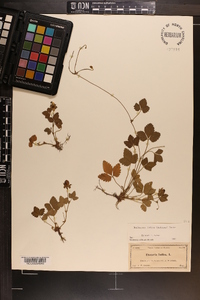 Potentilla indica image