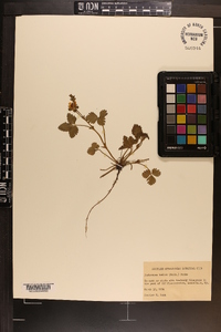 Potentilla indica image