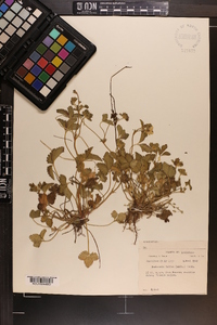 Potentilla indica image