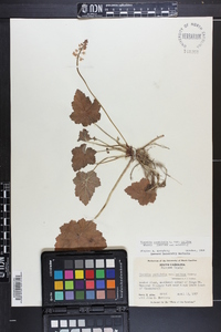 Tiarella cordifolia image