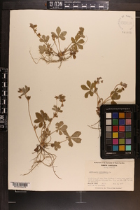 Potentilla canadensis image