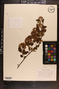 Physocarpus stellatus image