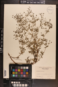 Potentilla argentea image