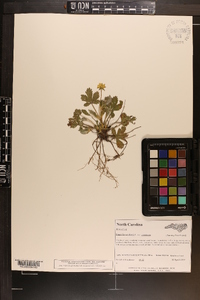 Potentilla canadensis image