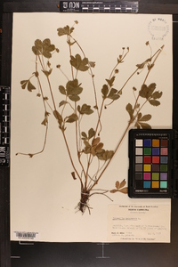 Potentilla canadensis image