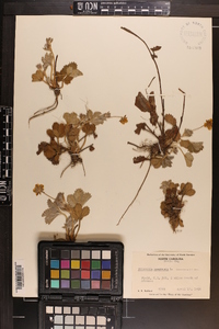 Potentilla canadensis image