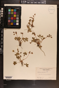 Potentilla canadensis image