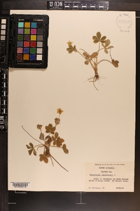 Potentilla canadensis image