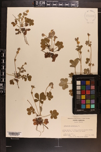 Potentilla canadensis image