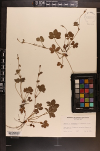 Potentilla canadensis image