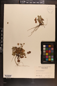 Potentilla canadensis image