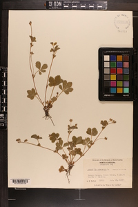 Potentilla canadensis image