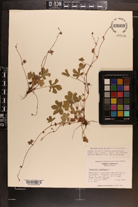 Potentilla canadensis image