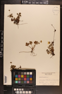 Potentilla canadensis image