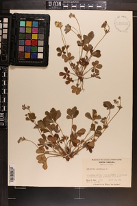 Potentilla canadensis image