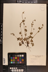 Potentilla canadensis image