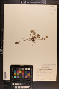 Potentilla canadensis image