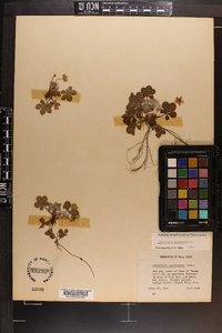 Potentilla canadensis image