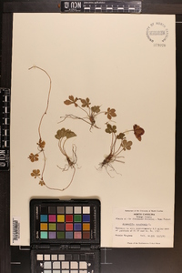 Potentilla canadensis image