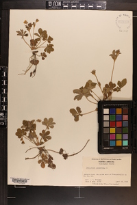 Potentilla canadensis image