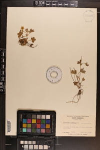 Potentilla canadensis image